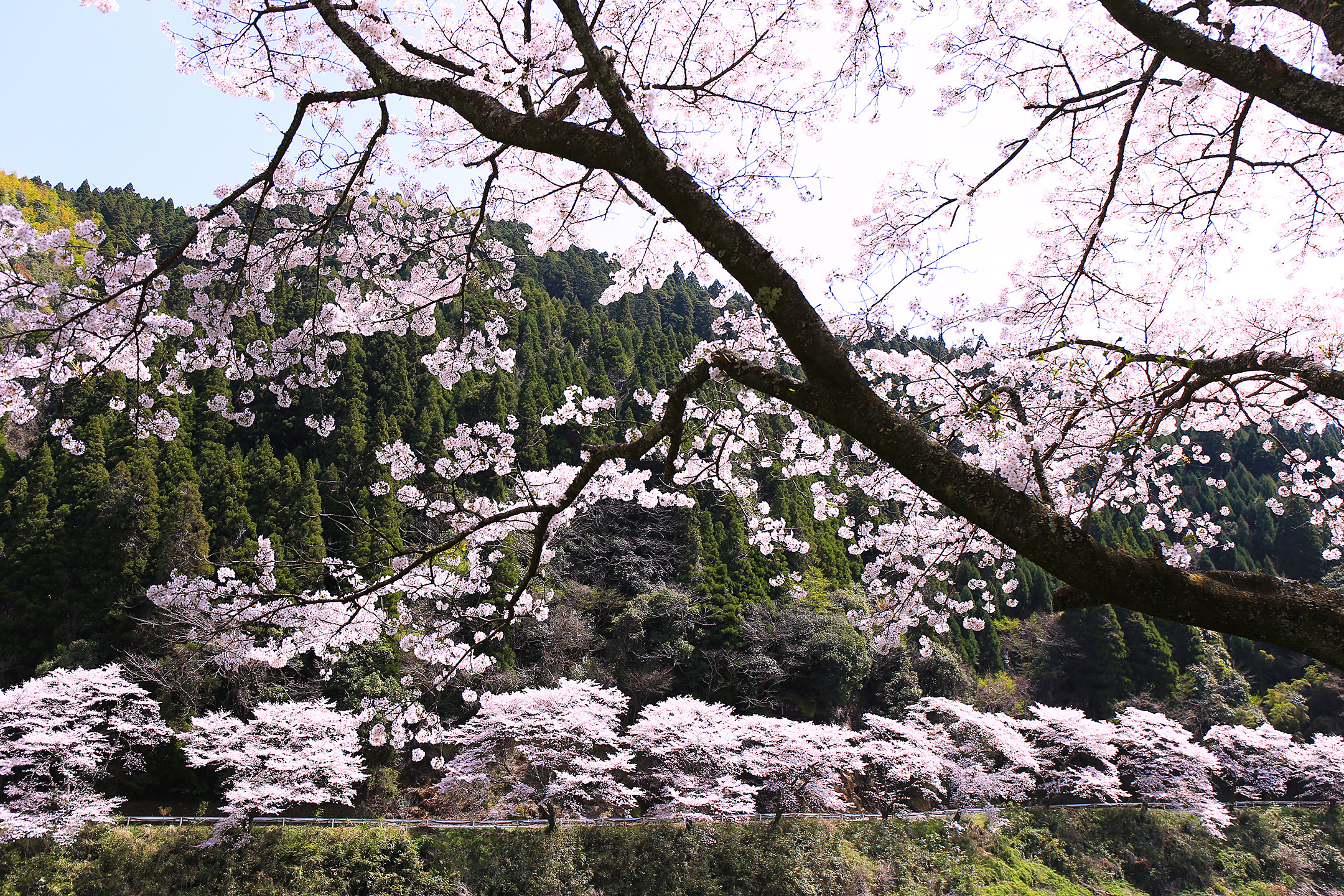 日向神ダムの千本桜