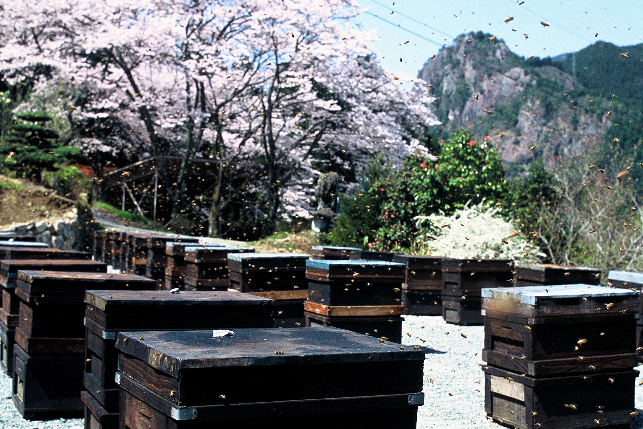 早春みつ（さくら）の養蜂