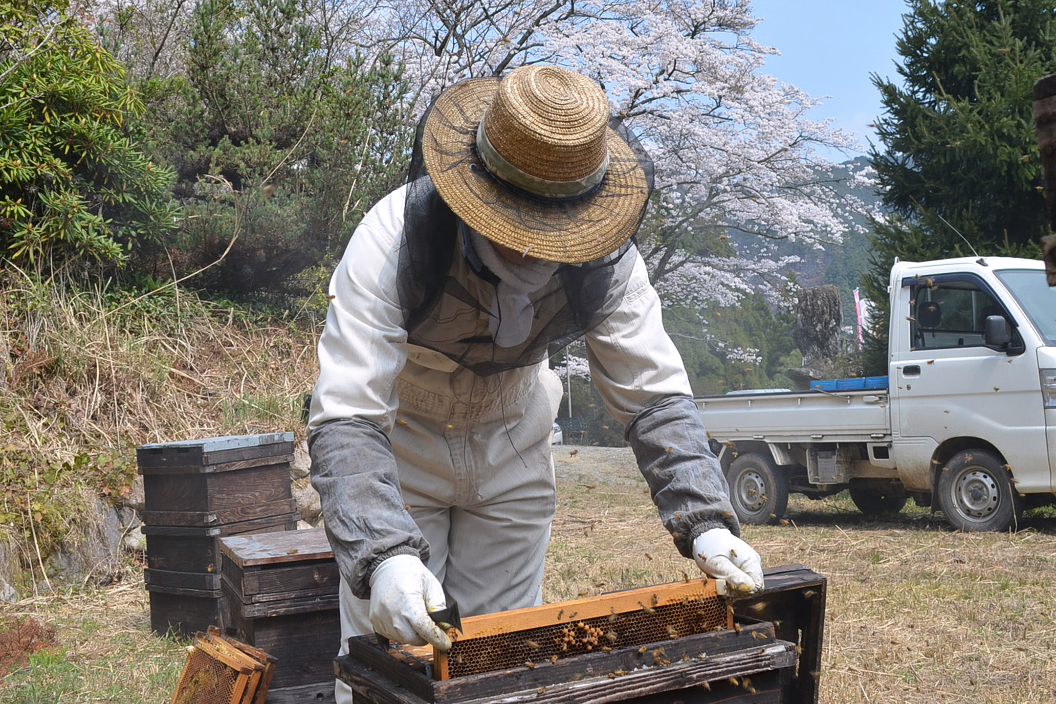 早春みつ（さくら）の養蜂