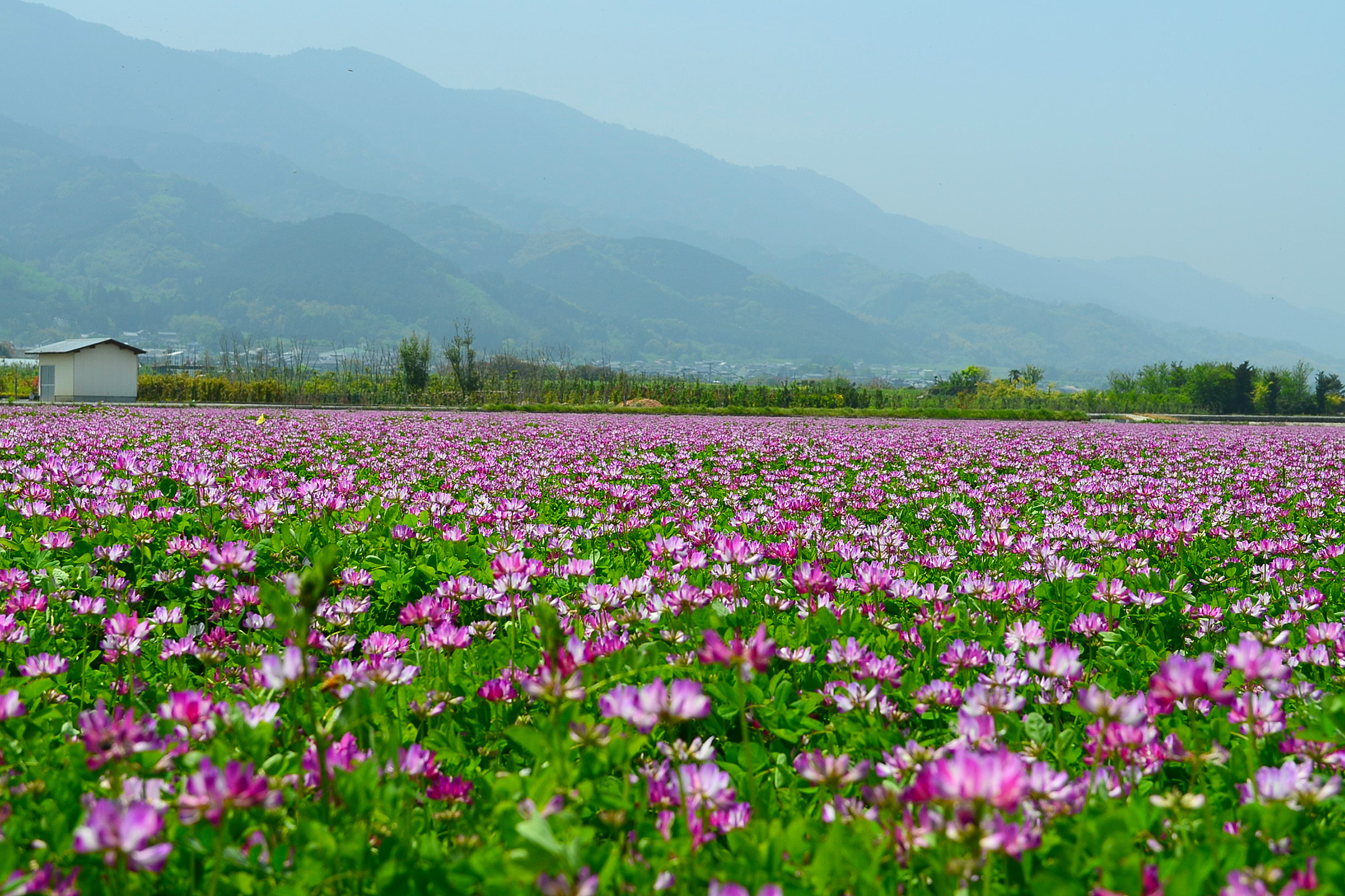 福岡のれんげ畑