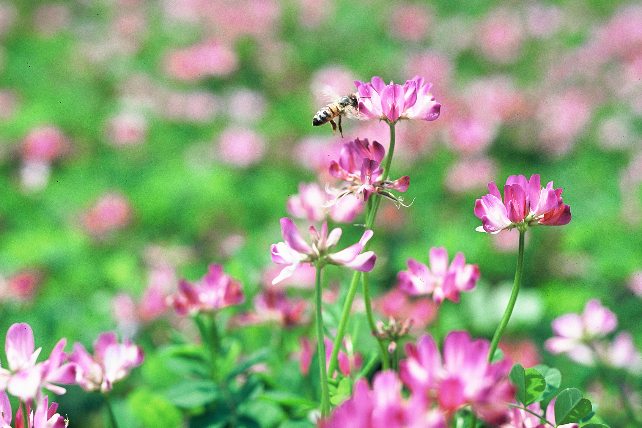春みつ（れんげ）の養蜂