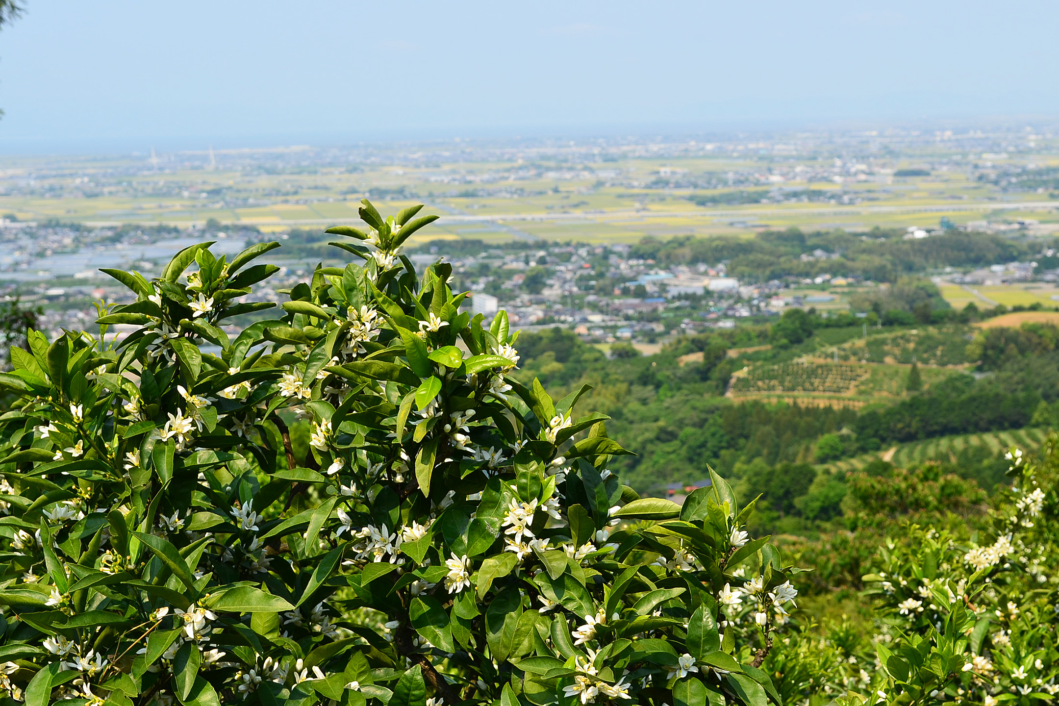 福岡のみかん畑