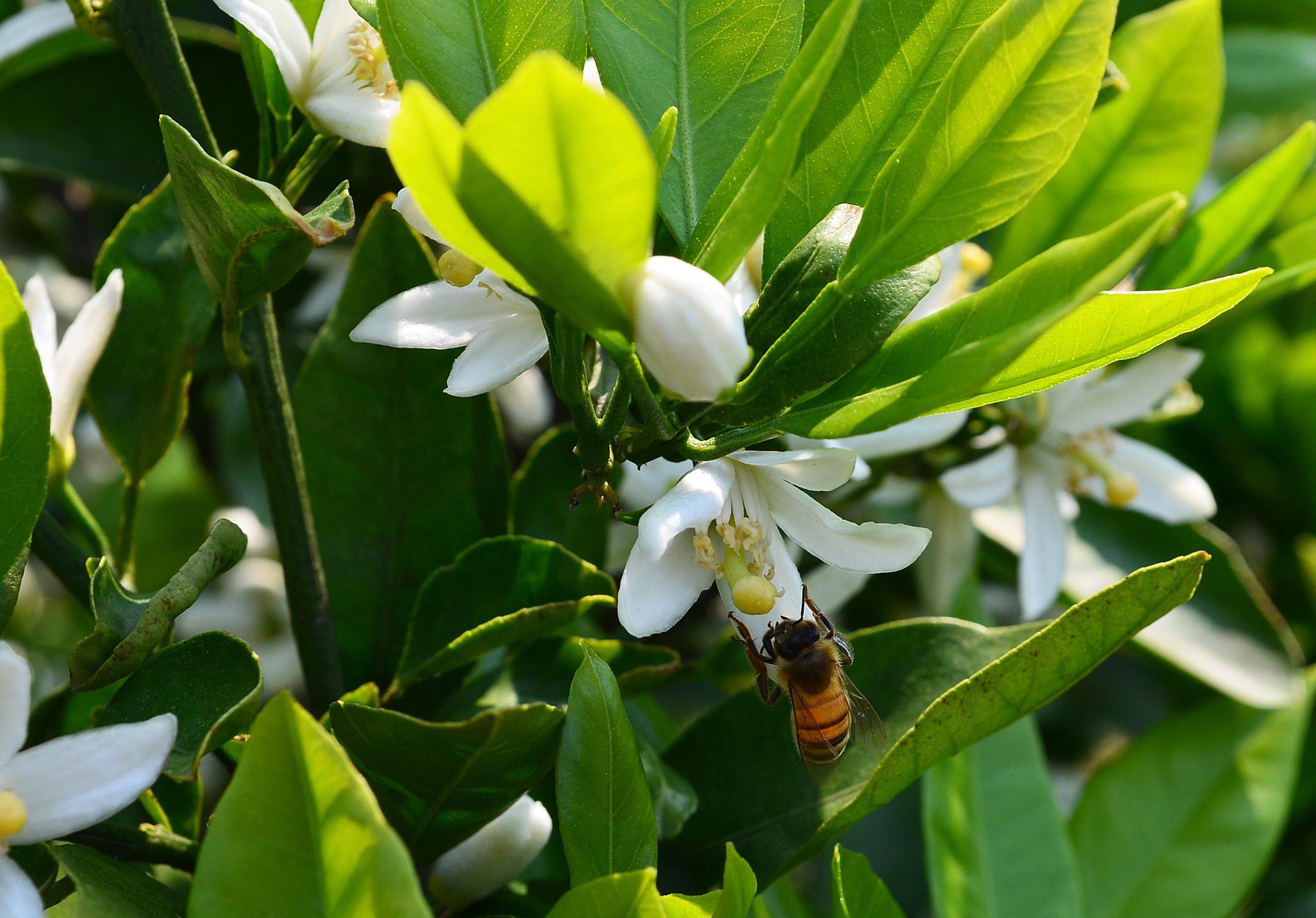 花の道 みかん の養蜂