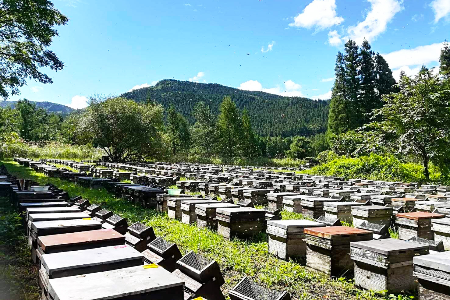 巣みつ（巣蜜・コムハニー）の養蜂