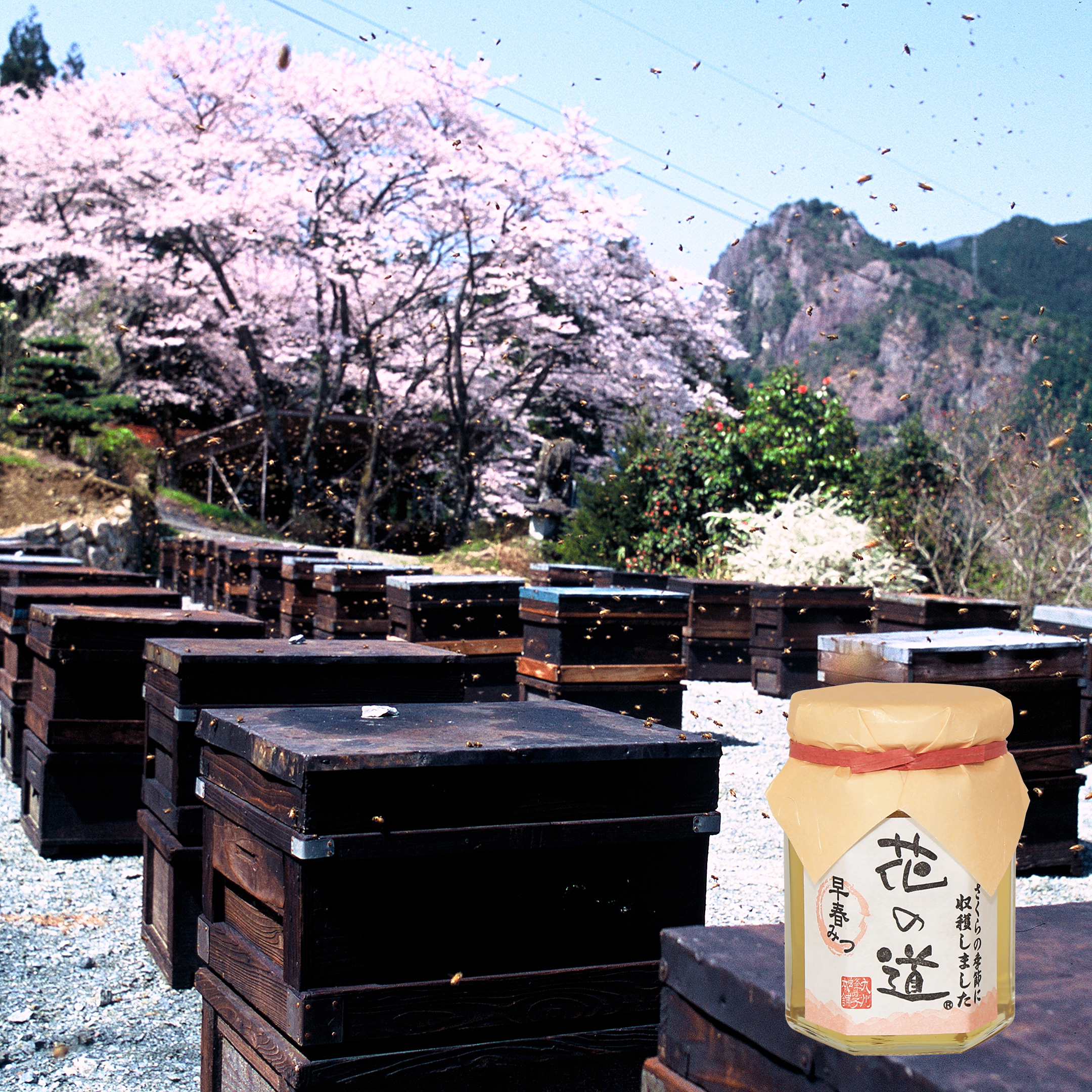 国産蜂蜜 花の道 早春みつ(さくら)
