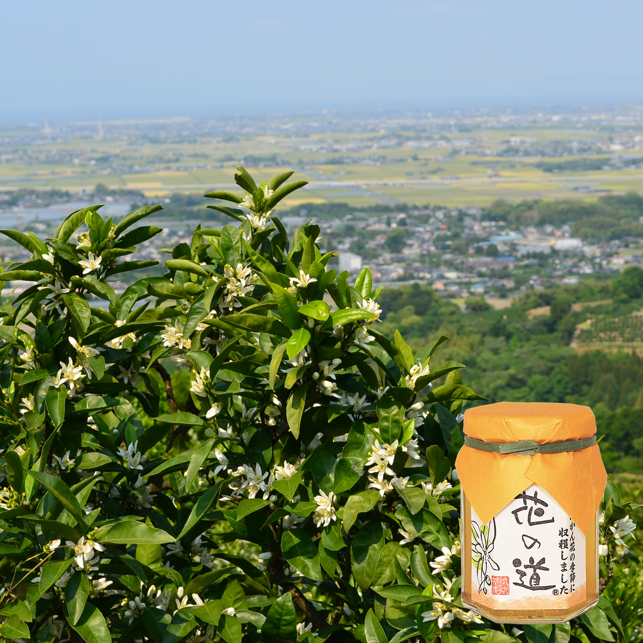 国産蜂蜜 花の道 みかん